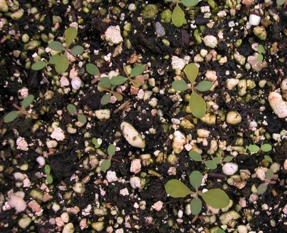 Long-stalked phyllanthus seedlings. Note the spatulate shape of leaves and reddish to pink stems.