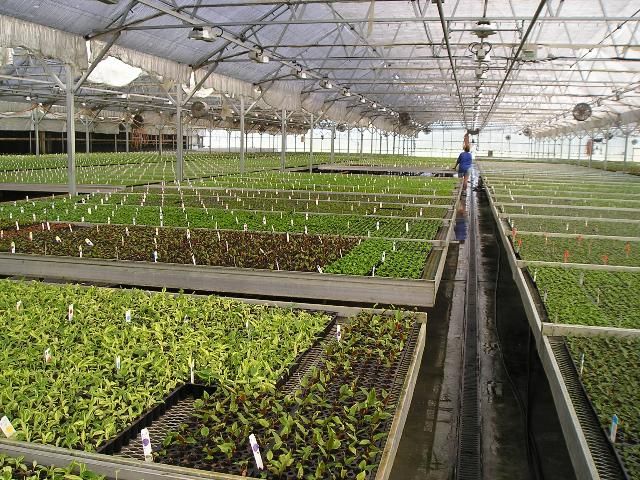 Figure 4. Greenhouse acclimatization of microcuttings requires a controlled environment.