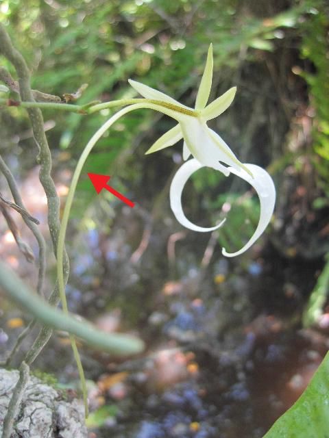 Figure 6. The ghost orchid, Dendrophylax lindenii, showing the nectar spur behind the flower.