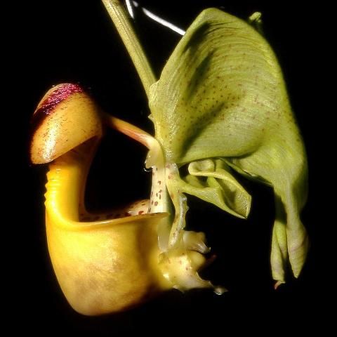 Figure 5. Coryanthes bucket orchid, which secretes an oil that attracts a male euglossine bee, whereupon the buck snaps shut to trap the male, who, in extricating himself, comes in contact with the pollinia.
