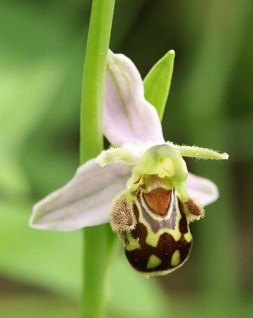 Figure 3. The bee orchid, Ophrys apifera.