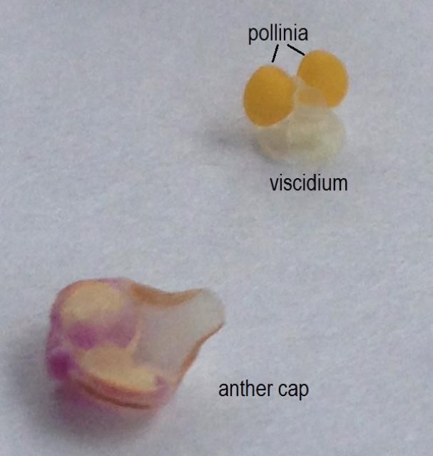 Figure 2. The removed anther cap from the pollinia with the viscidium visible.