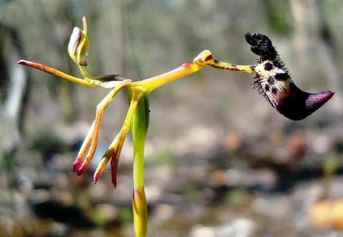 Figure 4. Flower of Drakaea livida, an orchid visually resembling a wasp in flight.