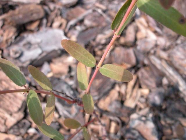 Figure 2. Graceful sandmat stem. Notice presence of red petioles and red stipules near the base of each leaf.