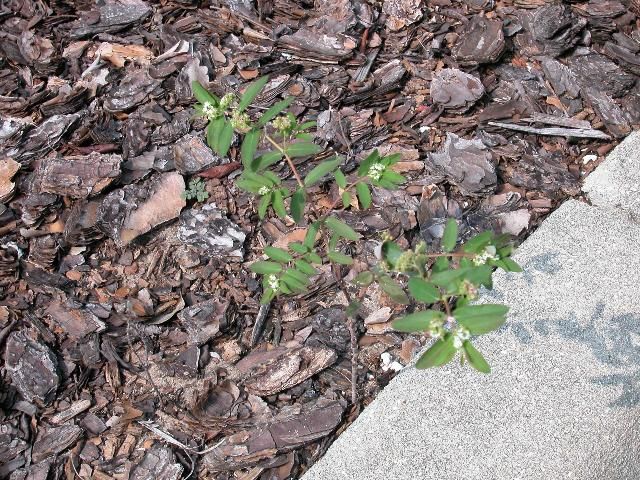 Figure 1. Graceful sandmat growing in a mulched landscape bed. Notice the upright growth habit.