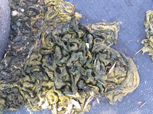 Nostoc spp. thrives in the moist environment inside enclosed structures. It is very slippery and can become a safety hazard for nursery workers.