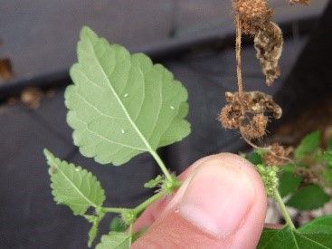 Close-up of mulberry weed (Fatoua villosa), which can harbor whiteflies and other insects. 