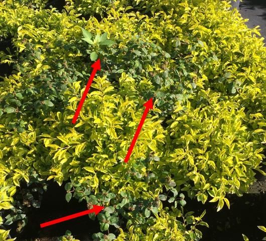 Figure 5. Ensure that ornamentals are weed free before covering or moving inside a greenhouse. Small weed problems (shown by red arrows) can become major issues in a protected environment.