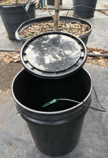 To determine the amount of spray-stake irrigation water applied during an LF test, an adjacent emitter is placed inside a pail. A notch cut into the lip of the pail prevents the emitter tubing from crimping when the lid is on.