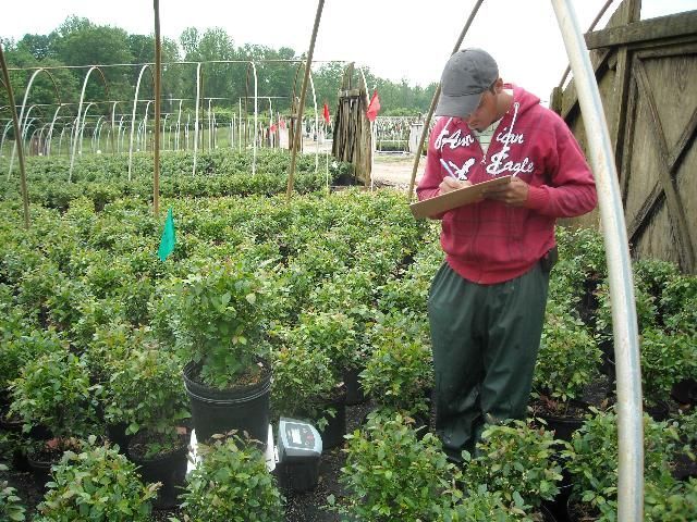 Routine leaching fraction tests can help growers monitor and adjust irrigation rates to maximize water use efficiency in container nurseries. 