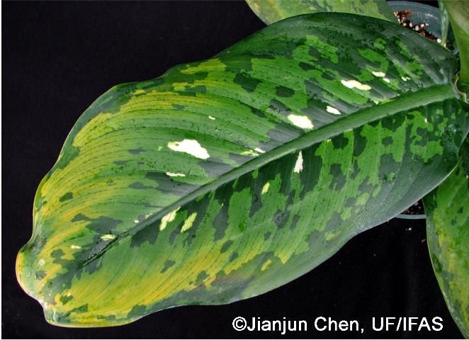 Figure 1. Dieffenbachia 'Octopus' showing leaf yellowing from chilling injury.