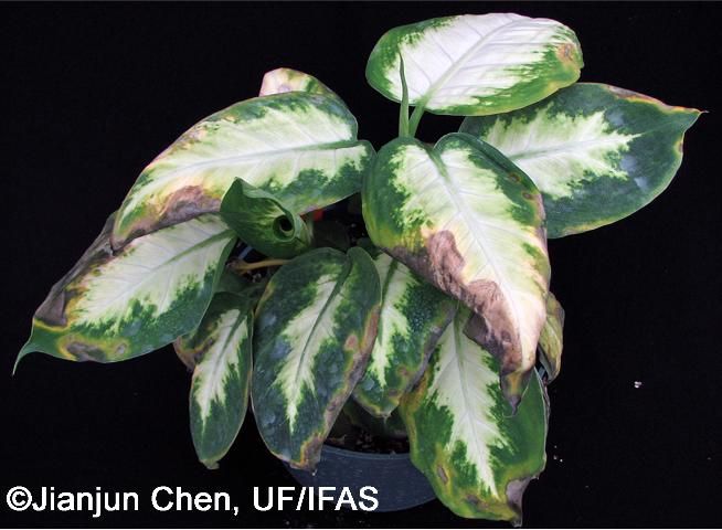 Figure 2. Dieffenbachia 'Camille' showing water-soaked patches from chilling injury.