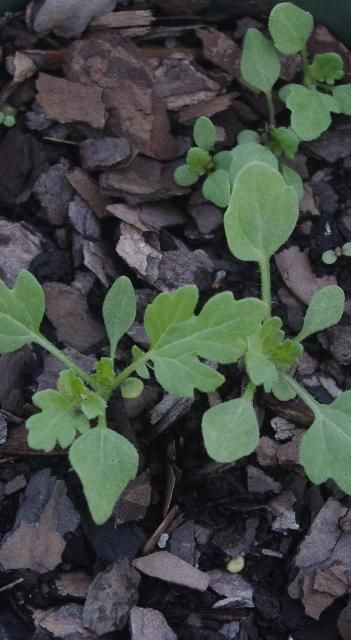 Figure 2. Ragweed parthenium seedlings. Note the lobes on the leaf blade less than halfway down towards the midrib.
