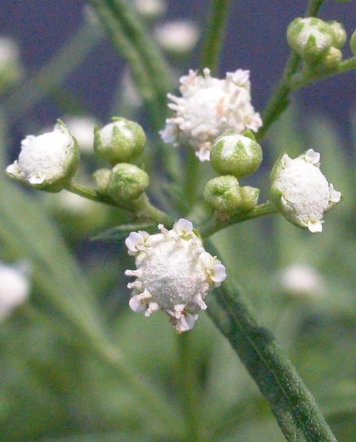 Figure 3. Ragweed parthenium in flower. Note the inflorescence with several pentagonal and hemispherical heads.