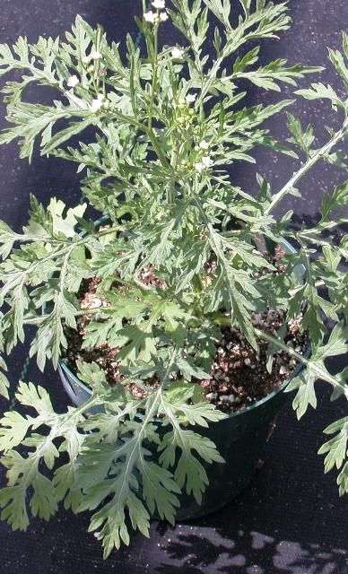 Figure 1. Ragweed parthenium growing in a pot. Note the upright growth habit and the basal rosette leaves.