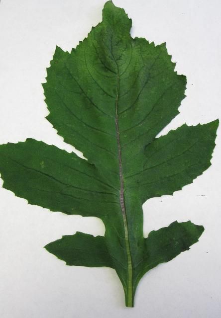 Figure 3. Mature thickhead leaf.
