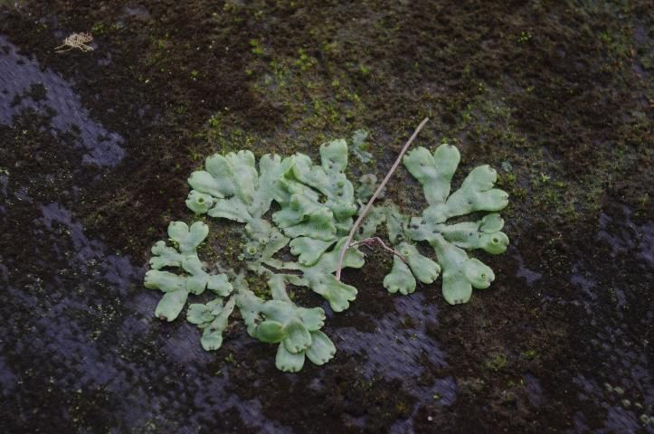 Figure 1. Liverwort growing on weed mat on the floor of a nursery.