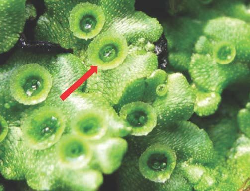 Figure 6. Gemmae cups (shown by red arrow) contain asexual propagules that splash out and spread liverwort vegetatively.