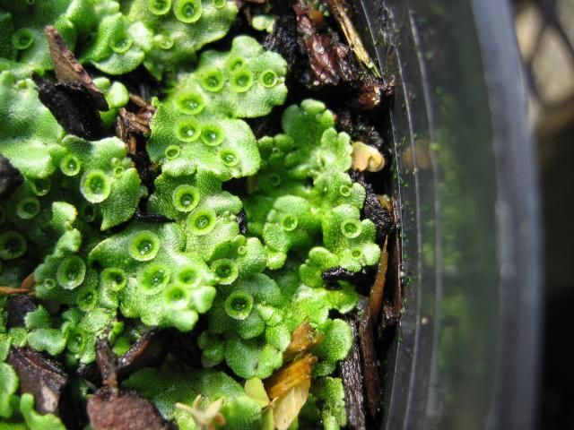 Figure 2. Thalli (the leaf-like bodies of the liverwort) are flattened, irregularly branching, and overlapping. They bear gemmae cups for asexual reproduction on their upper surfaces.