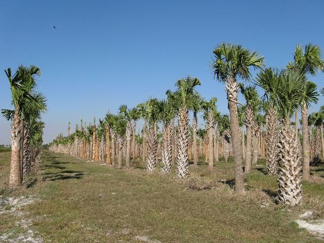 Figure 4. Sabal palms in the ground.