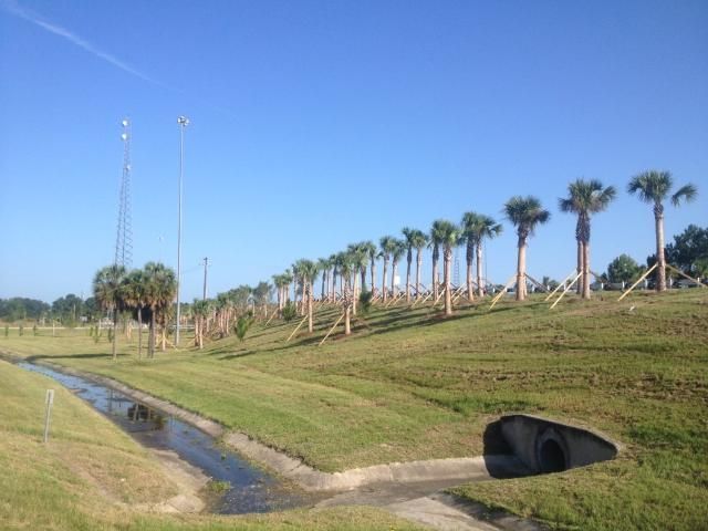 Just-planted Department of Transportation-approved regenerated sabal palms. 