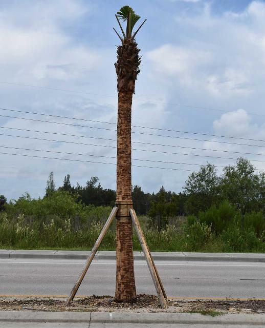 Transplanted cropped sabal palms.