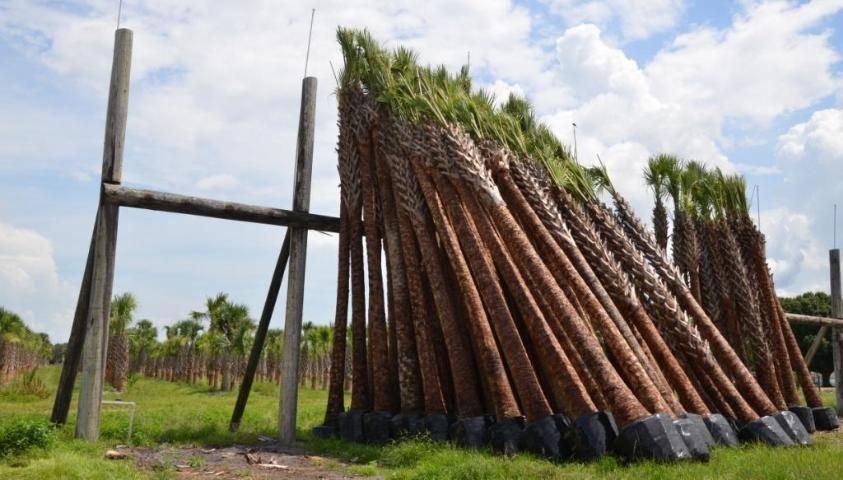 Sabal palms are held on a rack for six weeks.