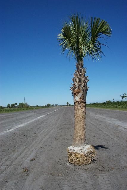 Florida Fancy regenerated sabal palm.