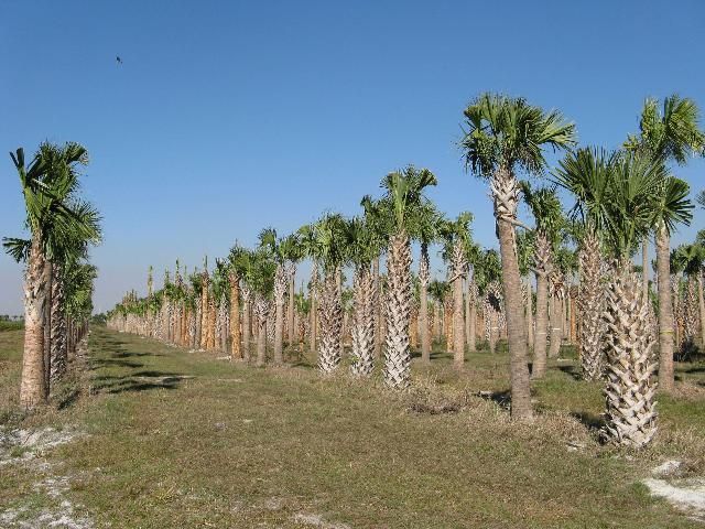 Sabal palms in the ground.