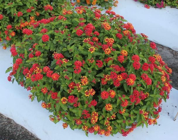 Figure 1. Plants of 'Bloomify Red' lantana propagated by cutting, grown in containers for 95 days, and grown in the ground bed for 124 days.