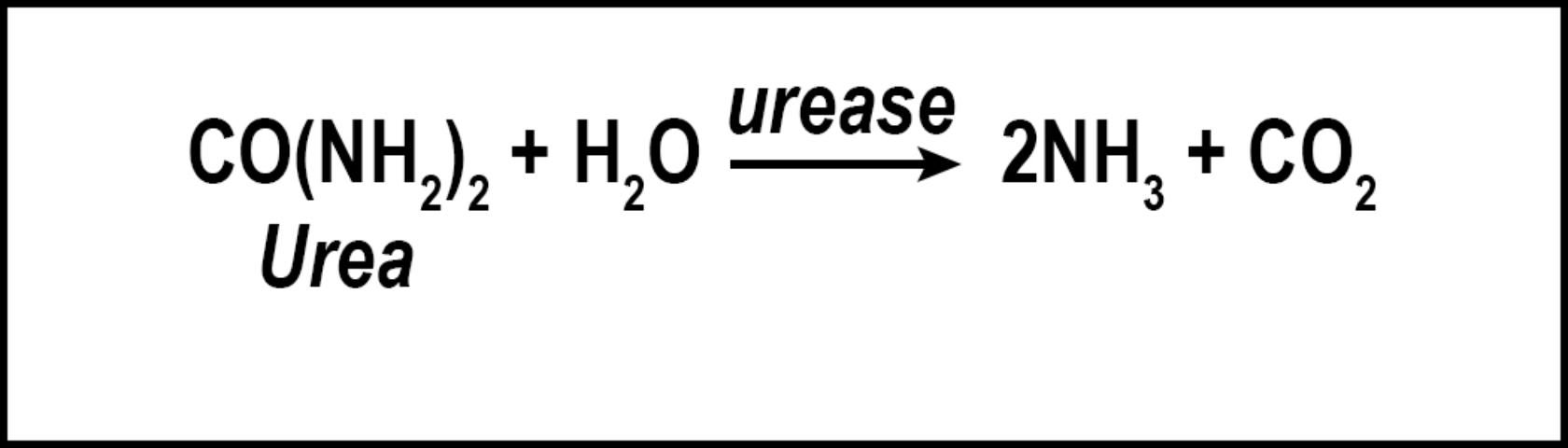 Figure 2. Nitrogen volatilization converts urea into ammonia gas.