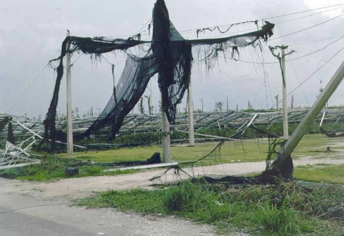 Figure 1. In 1992, Hurricane Andrew caused massive devastation to the nursery industry.