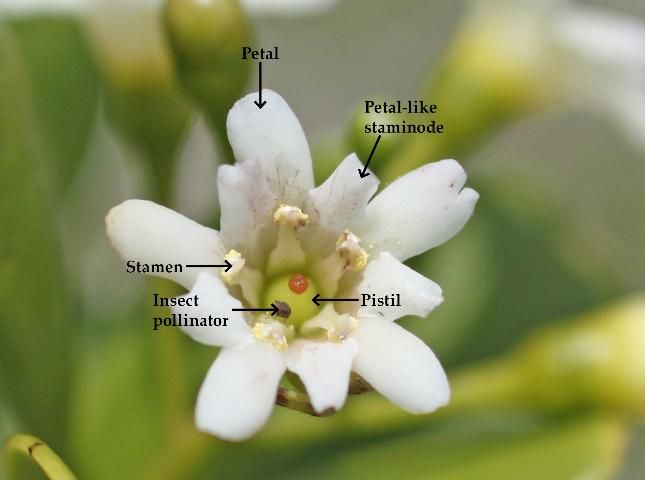Figure 9. Flower parts and pollinating insect.