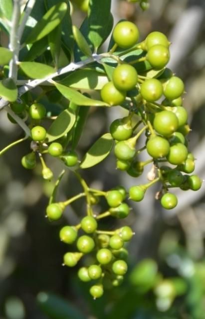 Figure 12. Immature green berries in terminal racemes.