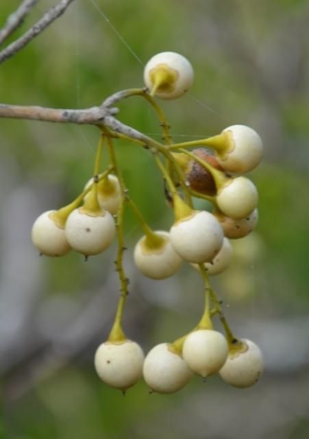 Figure 13. Mature ivory-colored berries.