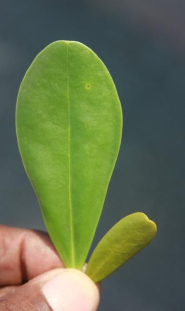 Figure 20. Leaves of braceletwoods are usually 2–3 times the length of joewood.