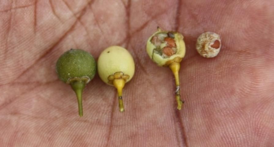 Figure 15. From left to right: unripe and mature intact fruits, opened (showing brown seeds) pulpy fruit, and dried fruit.