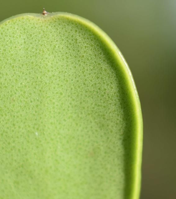 Figure 6. Revolute leaf margin on leaf underside and mucro at leaf apex.