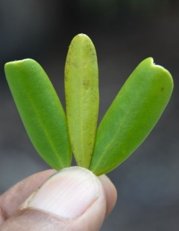 Figure 5. Narrowly obovate outer leaves with broadly elliptic leaf (center), depicting (left to right) retuse, rounded, and mucronate leaf apices.