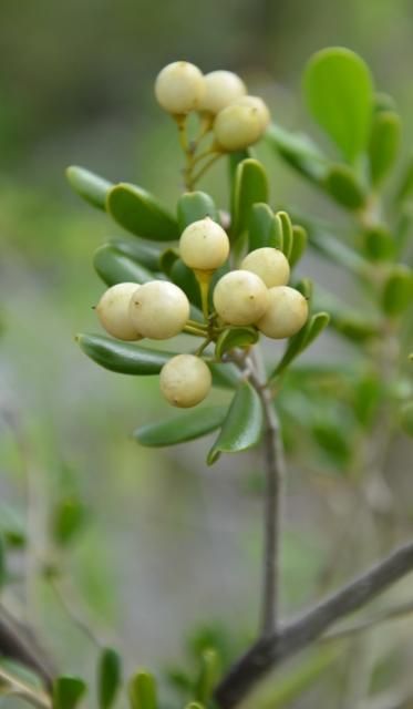 Figure 18. Small, firm, rounded berries with a very short persistent style at the tip, arranged in unbranched racemes on the terminal branches.