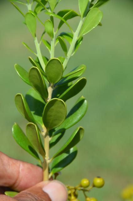 Figure 16. Simple, recurved leaves with a revolute margin and varied leaf shapes, and apices arranged in an alternate, spiraled pattern with short internodes.