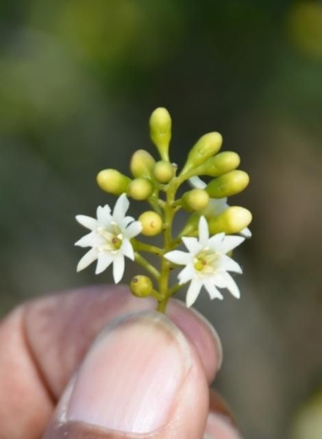 Figure 17. Unbranched racemes on the terminal branches with small, white or ivory-colored fragrant flowers appearing to have petals of alternating lengths.