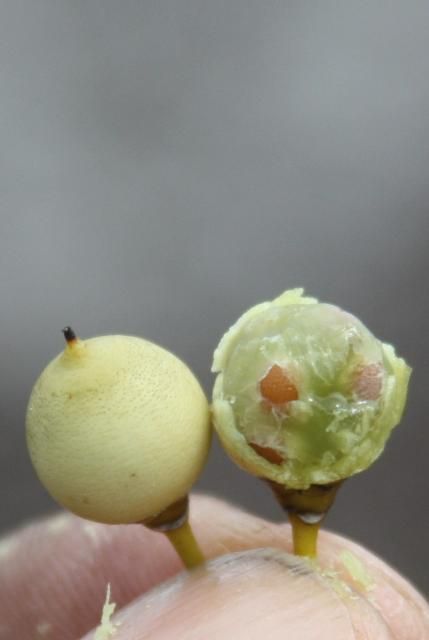 Figure 14. Ripe fruit showing intact persistent style at apex and an opened berry exposing the gelatinous pulp and embedded seeds.