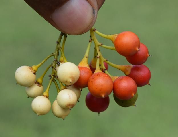 Figure 21. Left: ivory-colored berries of joewood. Right: slightly larger red berries of braceletwood.