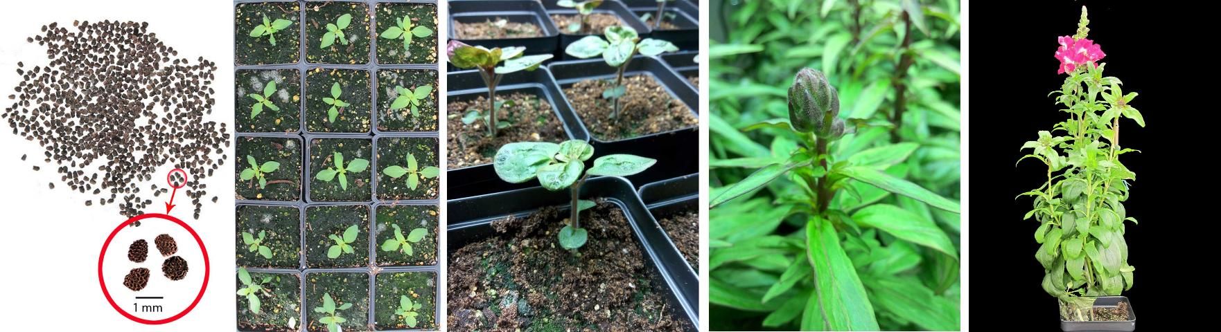 Figure 5. Different growth stages of snapdragons. (A) Snapdragon seeds; (B) one-week-old snapdragon seedlings; (C) three-week-old seedlings; (D) bolting of snapdragon; (E) blooming spike with 5–6 florets.