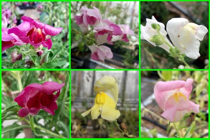 Figure 1. Snapdragon florets in a variety of colors.