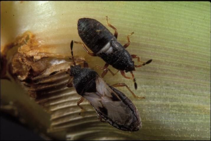 Adultos de chinche sureña Blissus insularis.