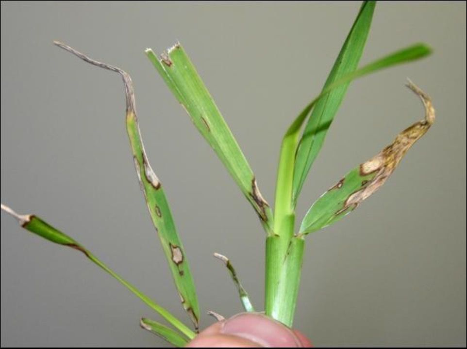 Síntomas de mancha gris (Pyricularia grisea) en St. Augustine.