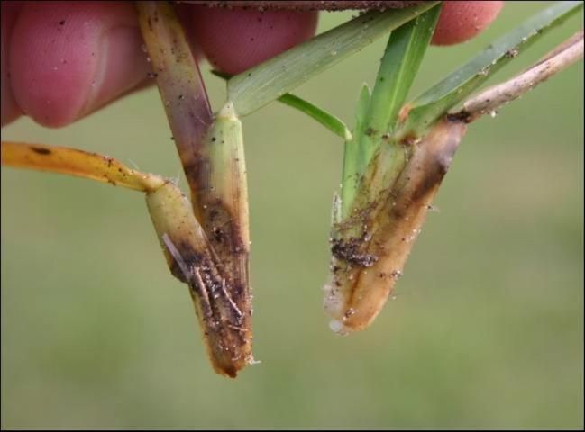 Síntomas de mancha grande (Rhizoctonia solani) en St. Augustine.