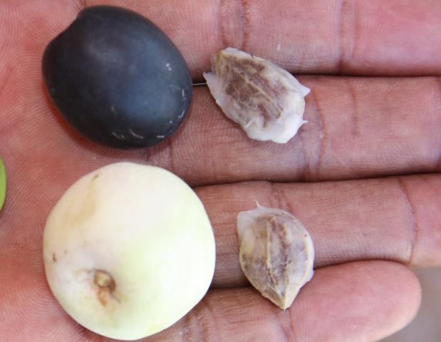 Figure 15. Single-seeded, round to oblong fruits with white to purple skin and sweet, white flesh.